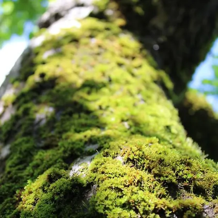 Lägenhet Bluetenhof 