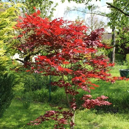 Blütenhof Zur Inneren Balance * Bad Radkersburg