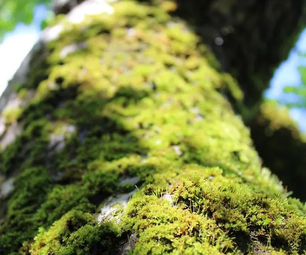 Appartamento Bluetenhof 