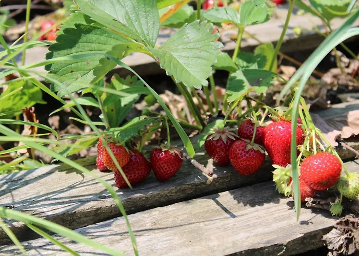 Appartamento Bluetenhof 